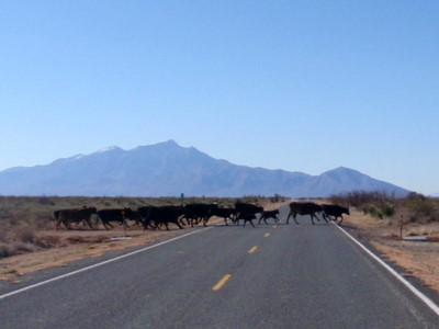 More Cattle Crossing.